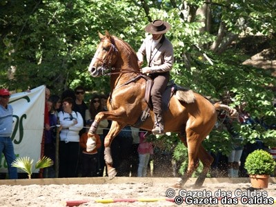 Workshop de fotografia equestre nas Caldas