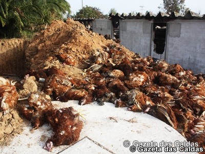 28 mil galinhas poedeiras morreram em incêndio na Fanadia