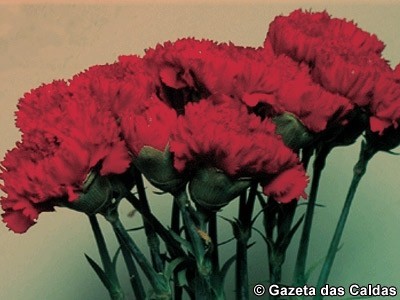 Programa do 25 de Abril nas Caldas notícias das Caldas