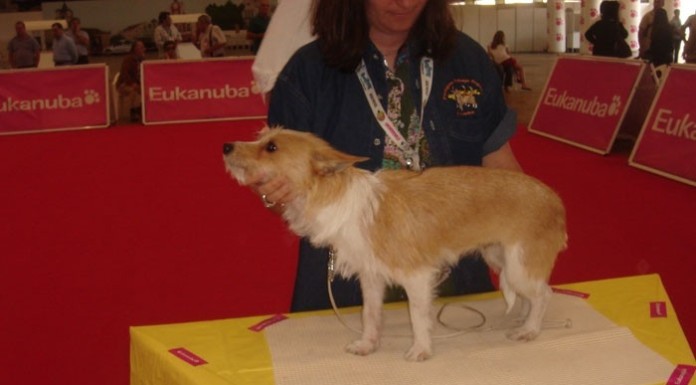 notícias das Caldas