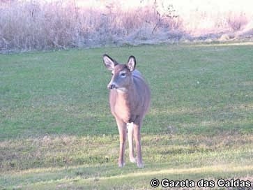 notícias das Caldas