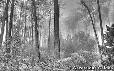 Ordenamento e prevenção são fundamentais no combate aos incêndios florestais