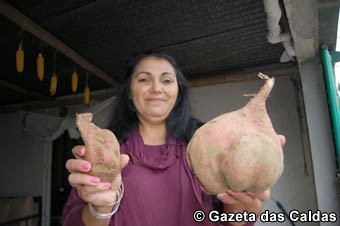 Batatas-doce gigantes nascem no Coto