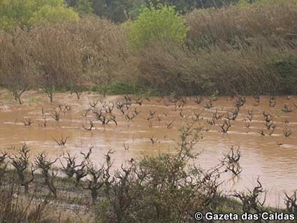 Notícias das Caldas