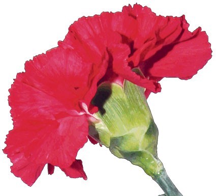 Programa do 25 de Abril centrado nos mais jovens