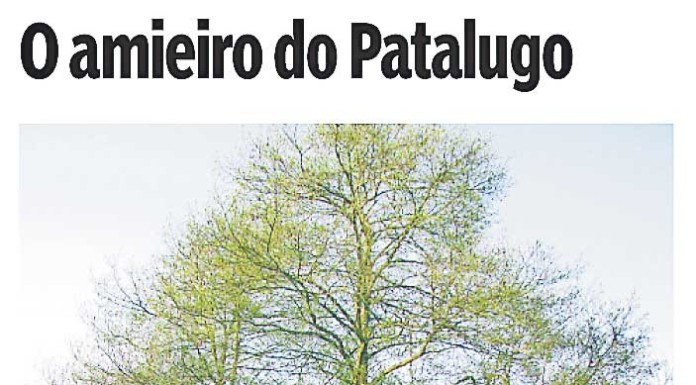 Gazeta das Caldas