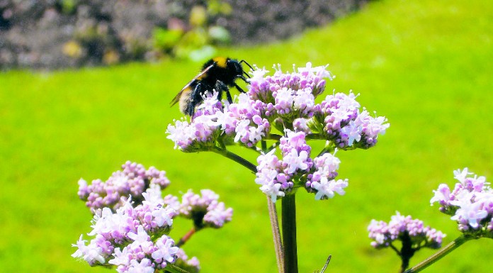 Valeriana officinalis