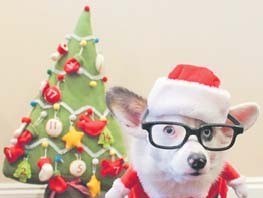 Gazeta dos Animais especial Natal