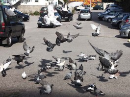 Notícias das Caldas