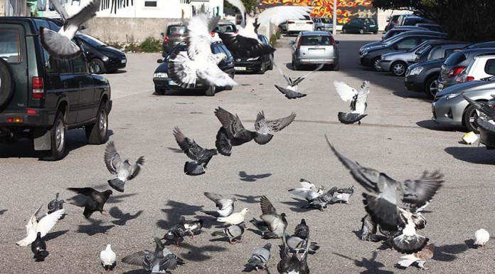 Notícias das Caldas