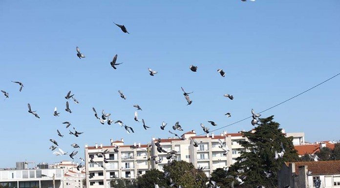 Notícias das Caldas