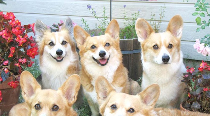 notícias das Caldas