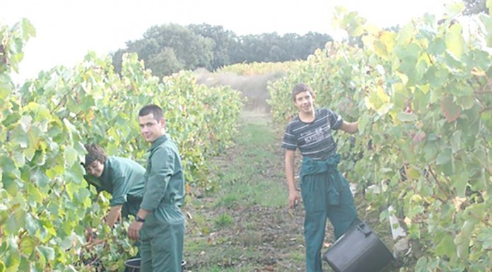 formação profissional