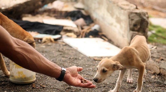 Notícias das Caldas