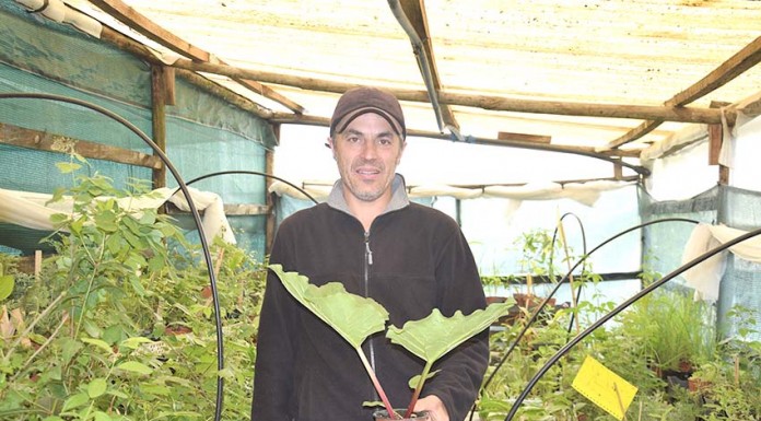 notícias das Caldas