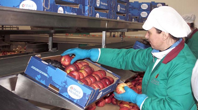 Maçã Alcobaça - Gazeta das Caldas