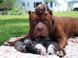 notícias das Caldas