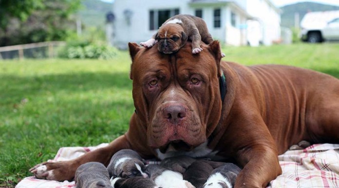 notícias das Caldas