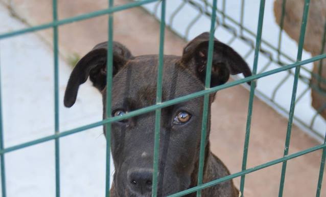 Perdidos, Achados & para Adopção – 01/07/2017