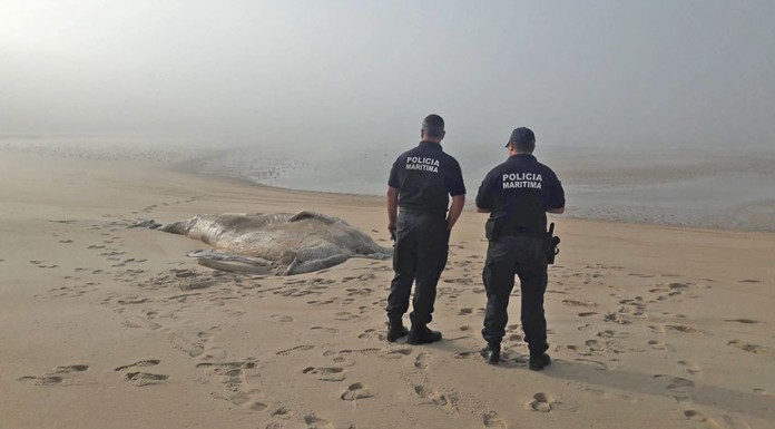 A baleia-anã pesava nove toneladas