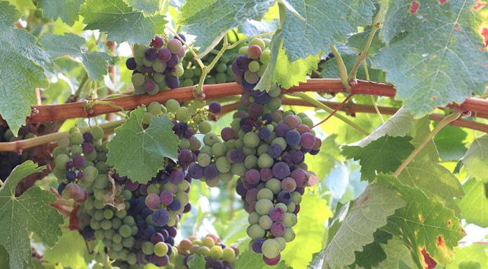 Gazeta das Caldas - Castas