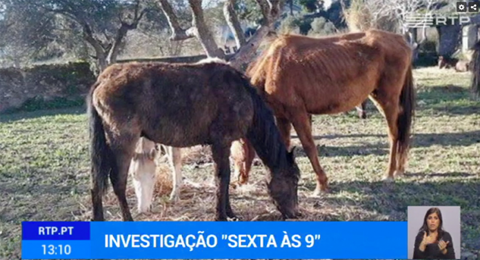 Associação de salvação animal suspeita de maus-tratos aos mesmos