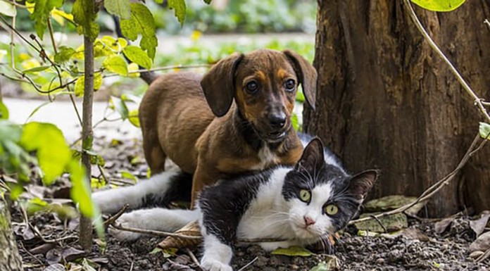 Mais de 40 mil animais recolhidos em 2017 Mais de 40 mil animais