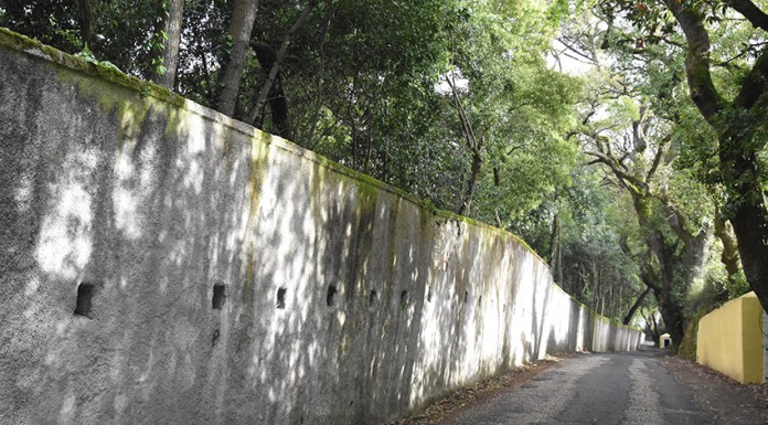 Segurar o muro da Mata custa 80 mil euros e implica o abate de algumas árvores Muro da Mata Rainha D. Leonor