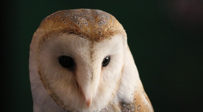 GNR das Caldas devolveu Coruja das Torres ao seu habitat GNR das Caldas devolve a Coruja