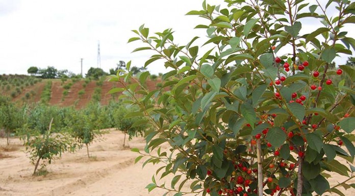 Amoreira recebe festival de ginja este fim-de-semana Amoreira, Festival de Ginja - Gazeta das Caldas