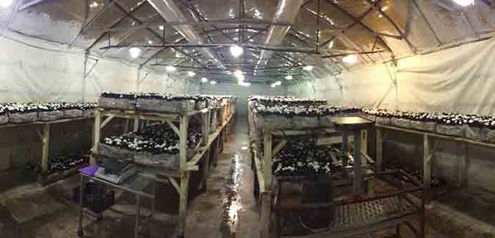 Sabia que existem no Cadaval duas empresas de produção de cogumelos? Gazeta das Caldas