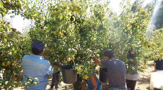 Bombarral realiza acção de sensibilização para produtores agrícolas Gazeta das Caldas