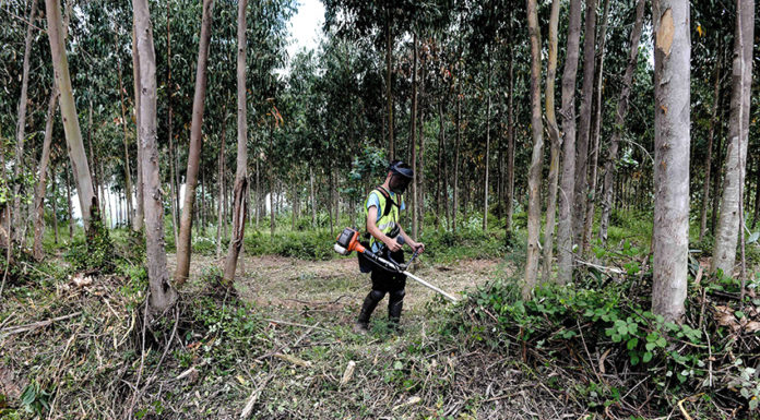 Gazeta das Caldas - limpeza terrenos