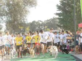 Gazeta das Caldas - Corrida do Animal
