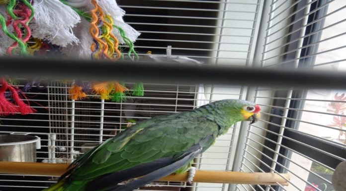 Detidos por tráfico de estupefacientes nas Caldas Gazeta das Caldas