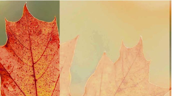 Gazeta das Caldas - Seniores