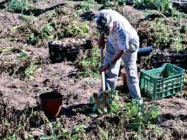 Gazeta das Caldas - Agricultura