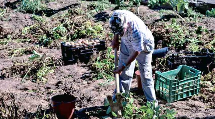 Gazeta das Caldas - Agricultura