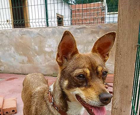 Perdidos, Achados & para adopção