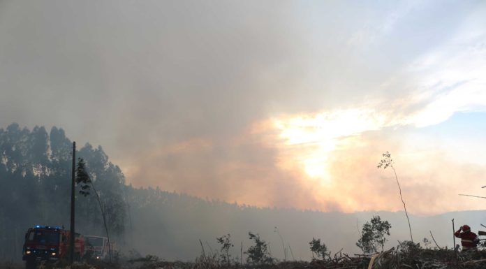 PJ detém homem suspeito de atear cinco fogos em Alcobaça