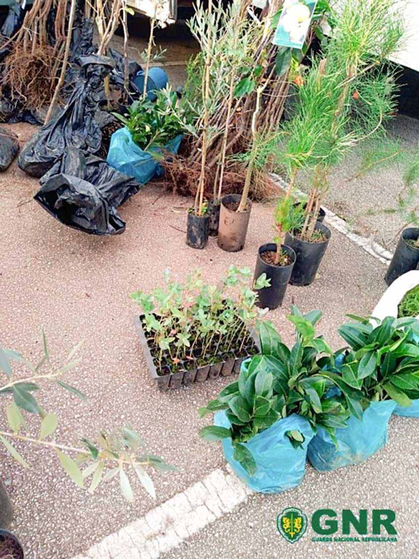 Contraordenações no Mercado de Pataias