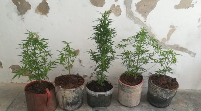 Homem detido por tráfico de estupefacientes na Serra d’El Rei