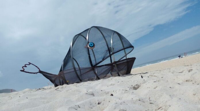 Baleia Goby está de volta às praias Bandeira Azul de Alcobaça