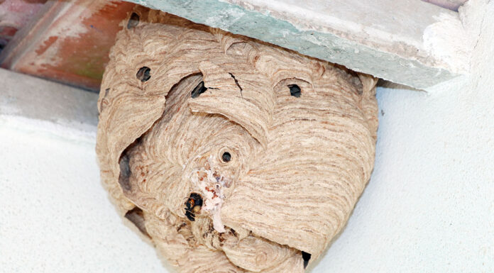 GNR destrói ninhos de vespa asiática em Peniche