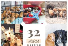 Crapaa apela à esterilização, a braços com 32 cachorros