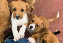 Crapaa resgatou 146 animais em 2020