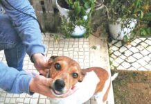 Adotados 122 animais da Rede Leonardo em 2020