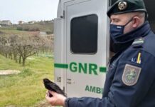 GNR liberta espécimes cinegéticos em cativeiro na Atouguia da Baleia