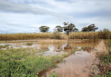Câmara da Nazaré limpa e repara Rio da Areia