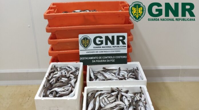 Pescada subdimensionada apreendida na Nazaré